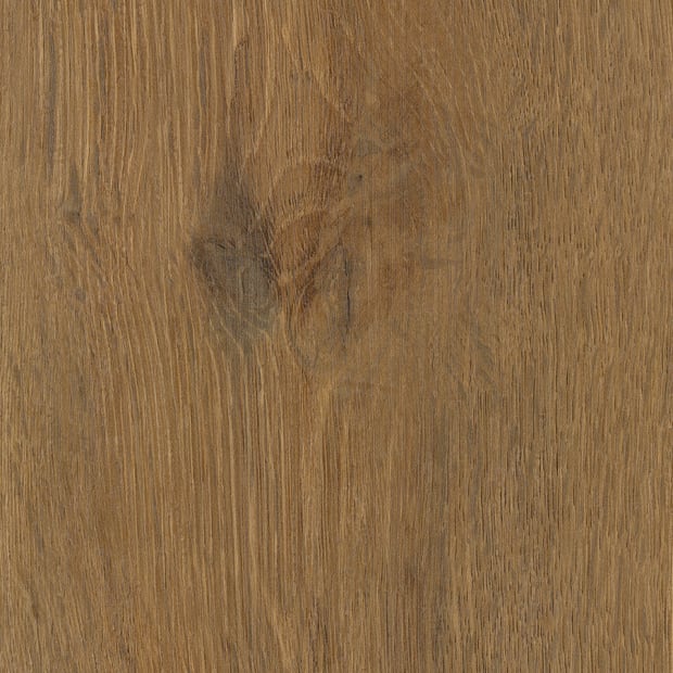 Brewer Oak, SS5W1270